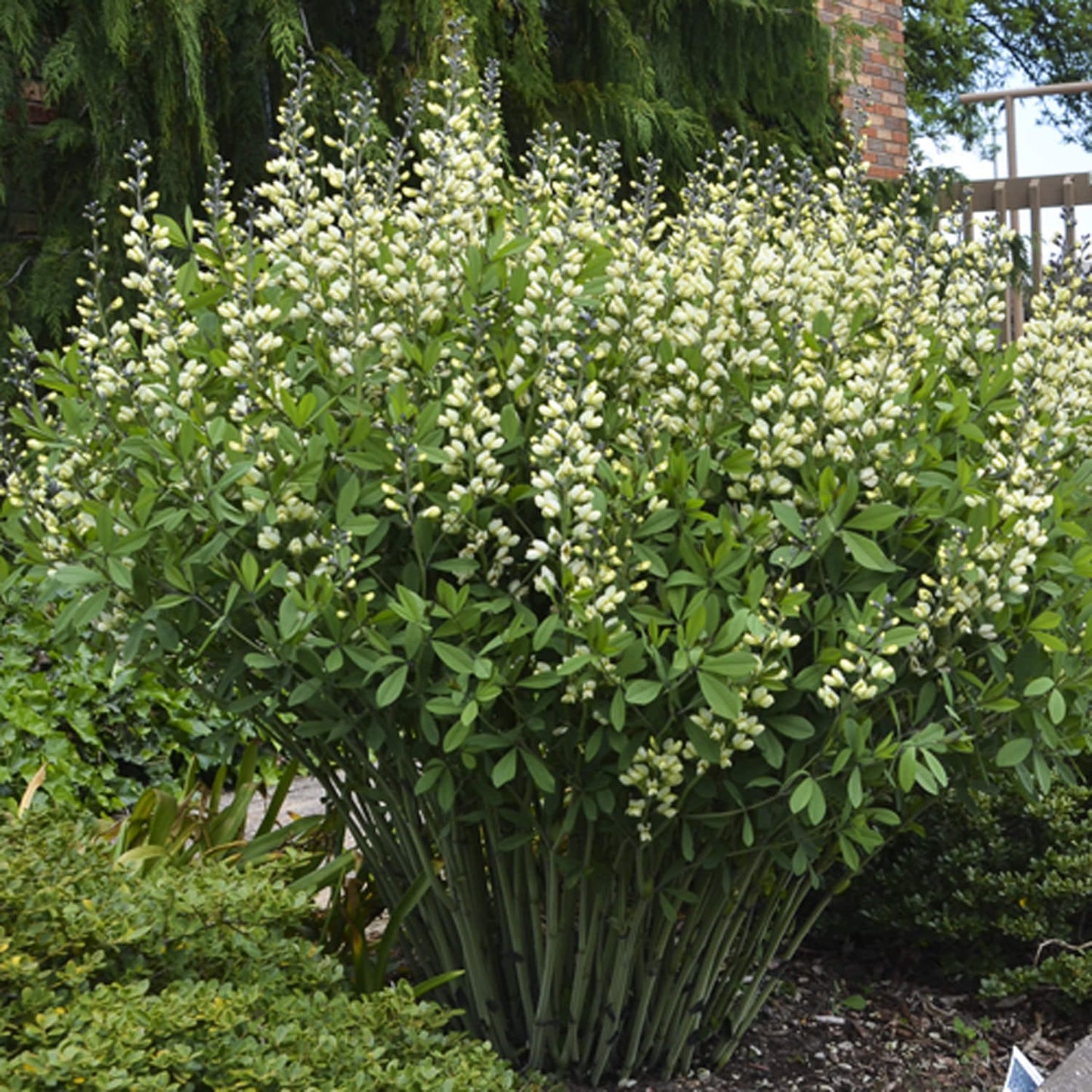 Decadence® 'Vanilla Cream II' False Indigo (Baptisia) - Photo Courtesy of Proven Winners, Inc.
