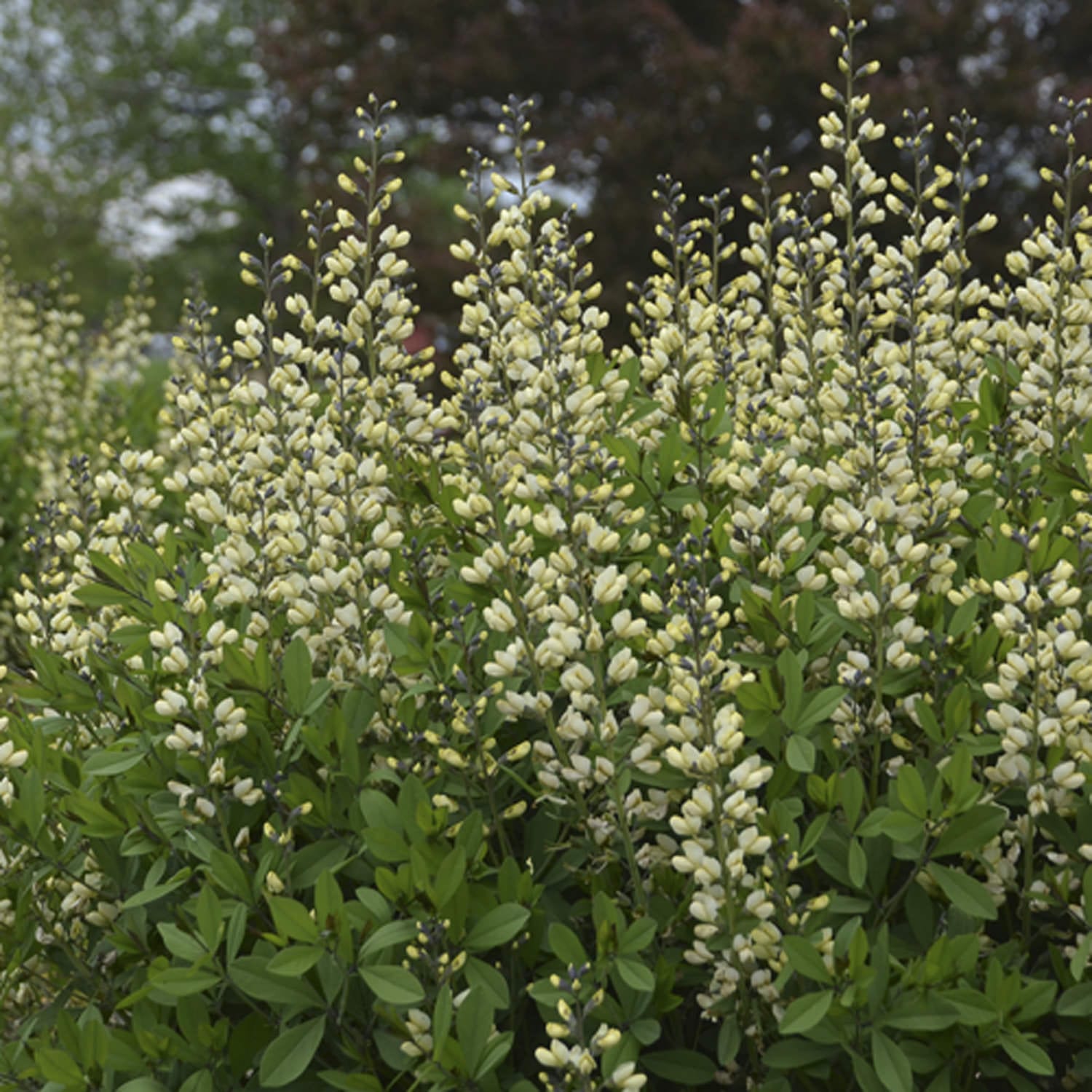 Decadence® 'Vanilla Cream II' False Indigo (Baptisia) - Photo Courtesy of Proven Winners, Inc.