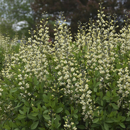 Decadence® 'Vanilla Cream II' False Indigo (Baptisia) - Photo Courtesy of Proven Winners, Inc.