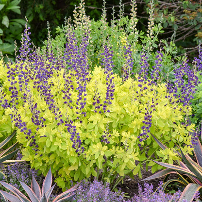 A garden bed featuring tall, spiky purple spring blooms and bright yellow-green foliage of 'Golden Anniversary' False Indigo (Baptisia), surrounded by perennials, lush greenery, and vibrant purple ground cover - Photo Courtesy of Walters Gardens, Inc.