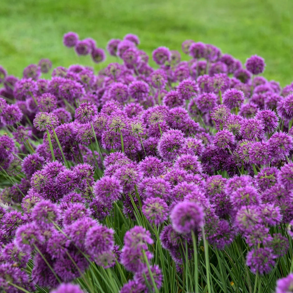 Purple allium flowers blooming as bee-friendly plants for pollinators