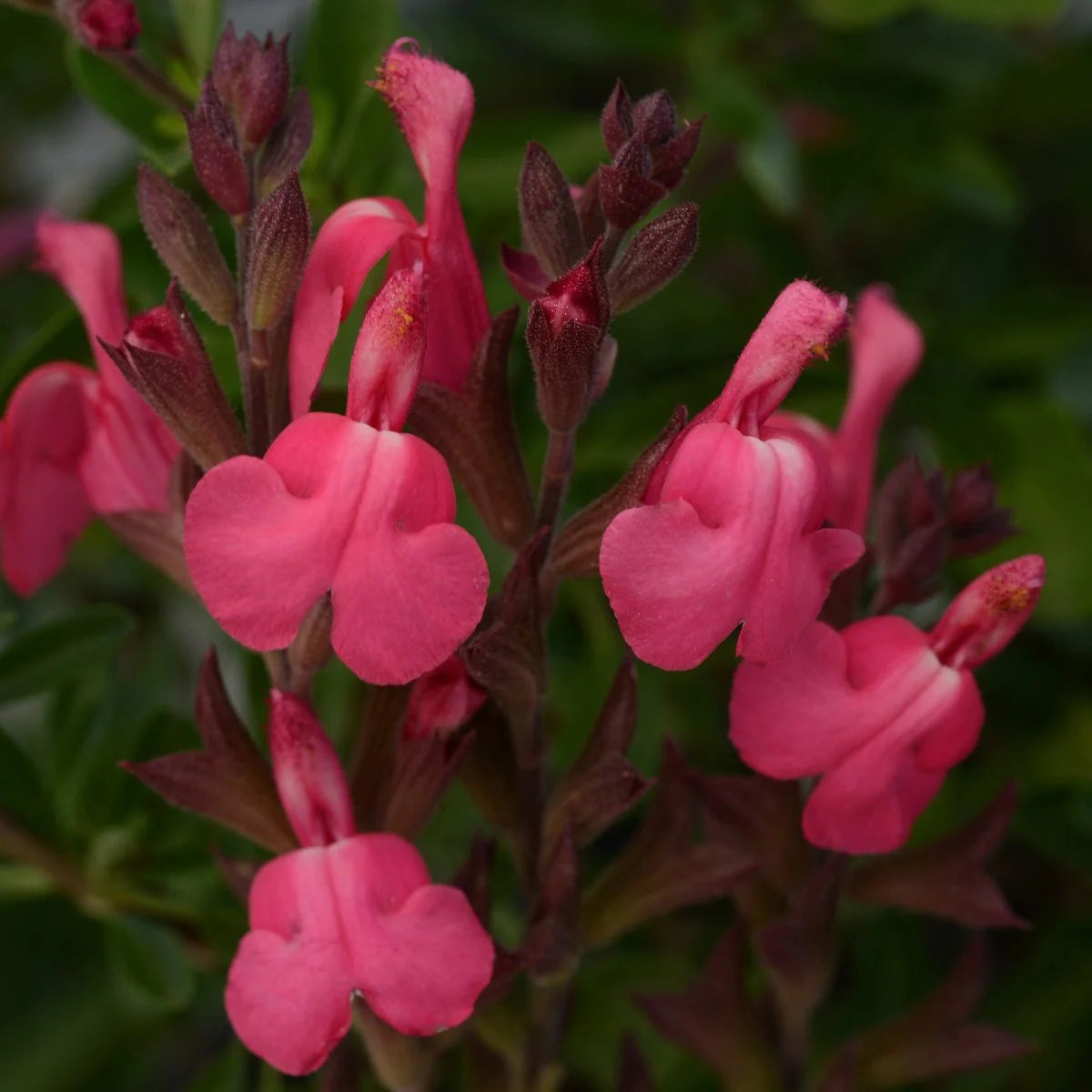 Pink salvia flowers blooming as bee-friendly plants for pollinators