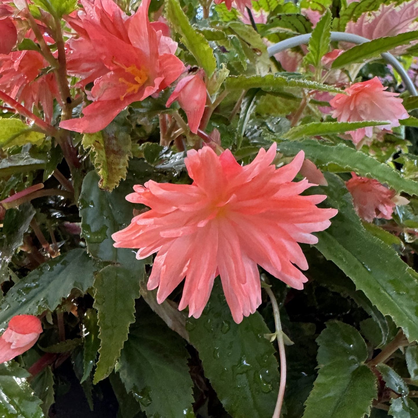 A close-up of a pink Belleconia Salmon Tuberous Begonia with pointed petals and green leaves, some sparkling with water droplets - Photo Property of Garden Crossings LLC