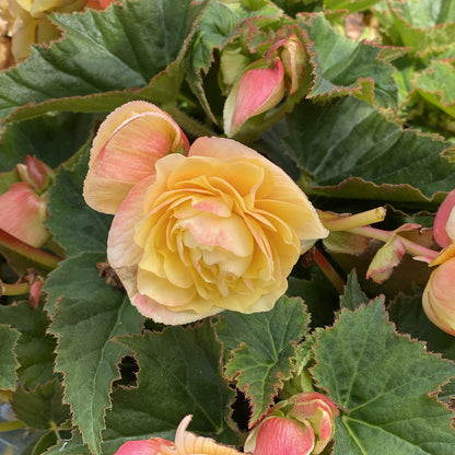Double Delight® Primrose Begonia - Photo Property of Garden Crossings LLC