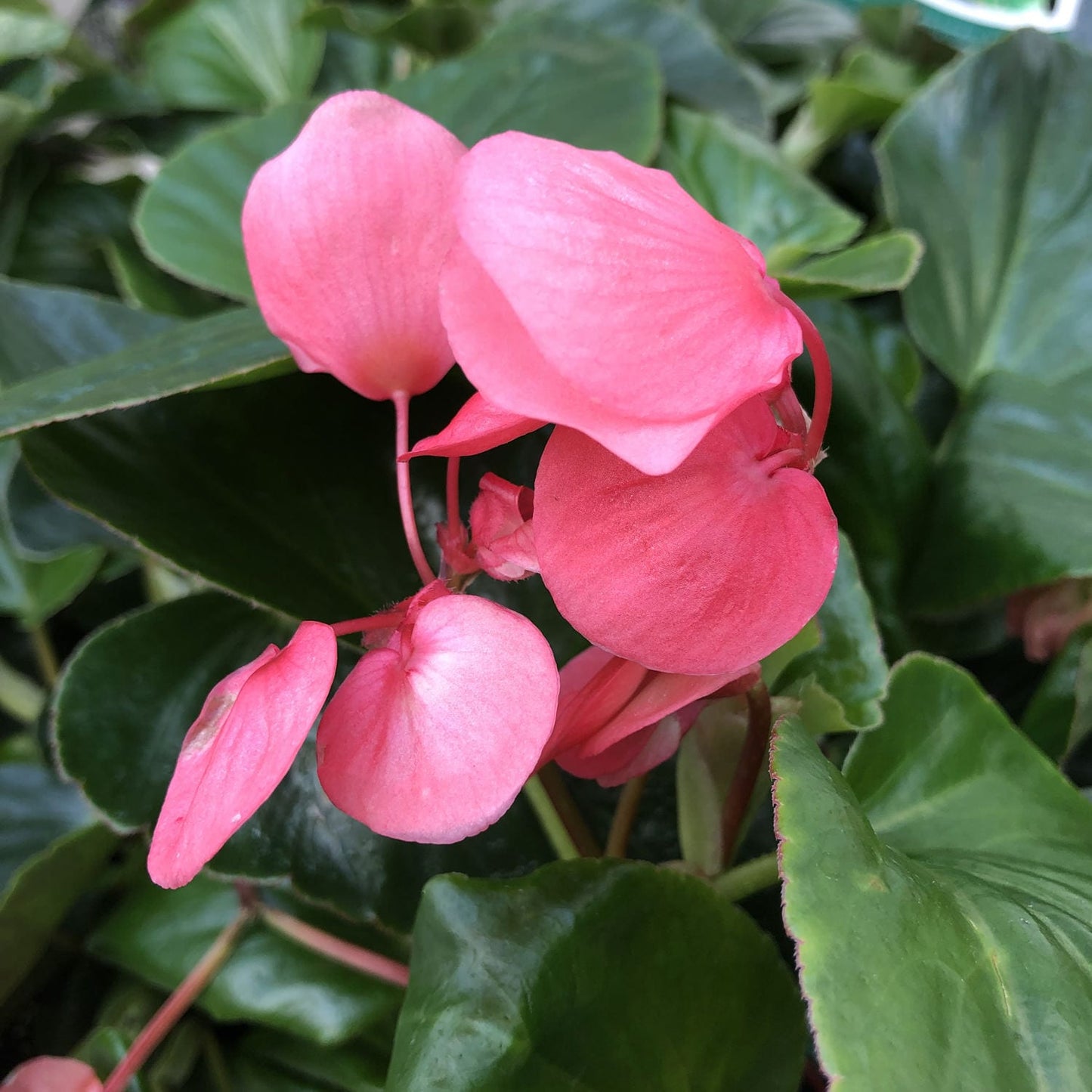 Dragon Wing® Pink Angelwing Begonia - Photo Property of Garden Crossings LLC