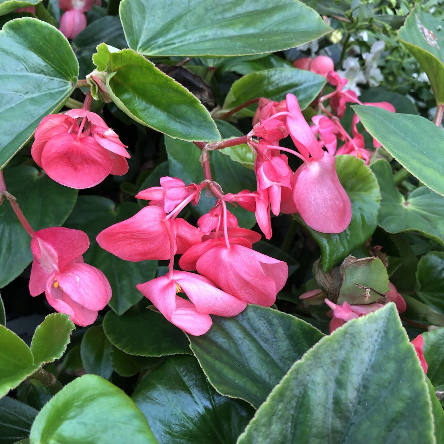 Dragon Wing® Pink Angelwing Begonia - Photo Property of Garden Crossings LLC