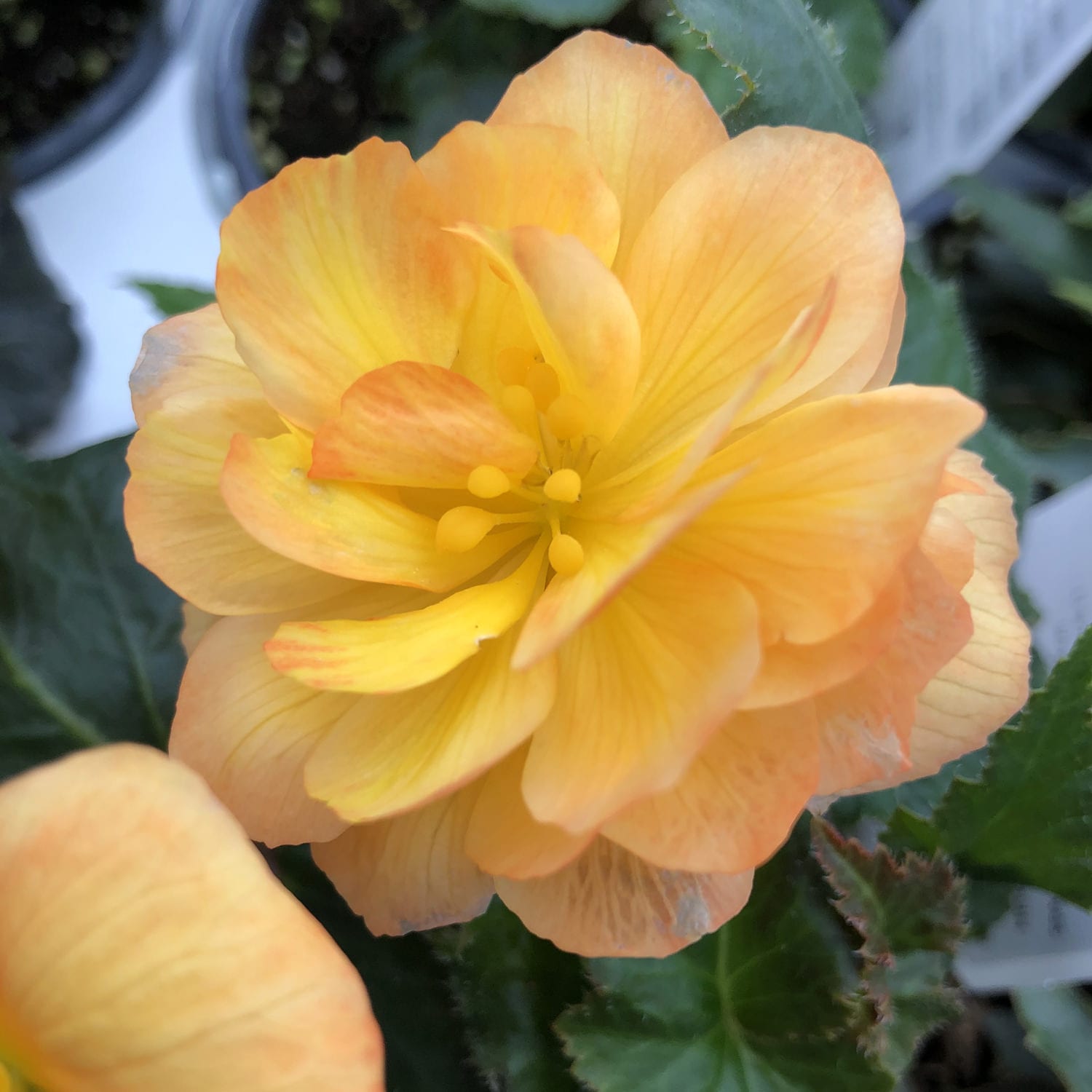 Proven Selections Illumination Begonia