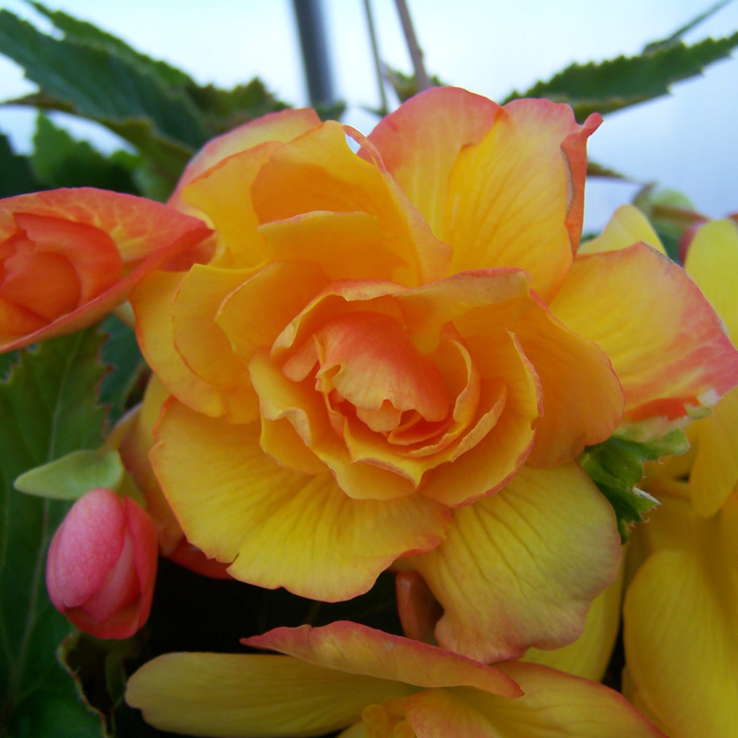 Proven Selections Illumination Begonia - Thumbnail 5