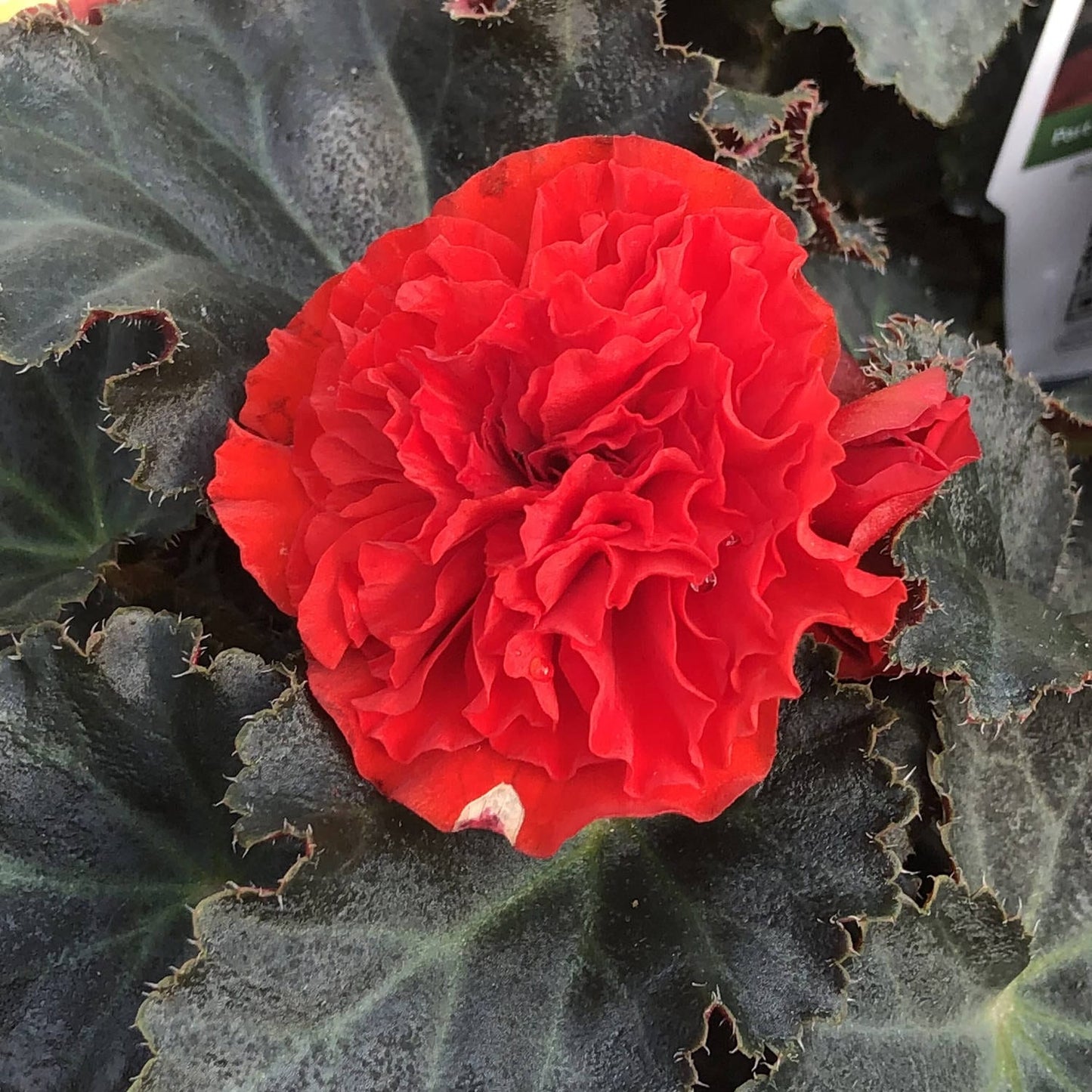 The Nonstop® Mocca Scarlet Tuberous Begonia features double scarlet-red blooms and dark green, slightly fuzzy, wavy-edged leaves - Photo Property of Garden Crossings LLC