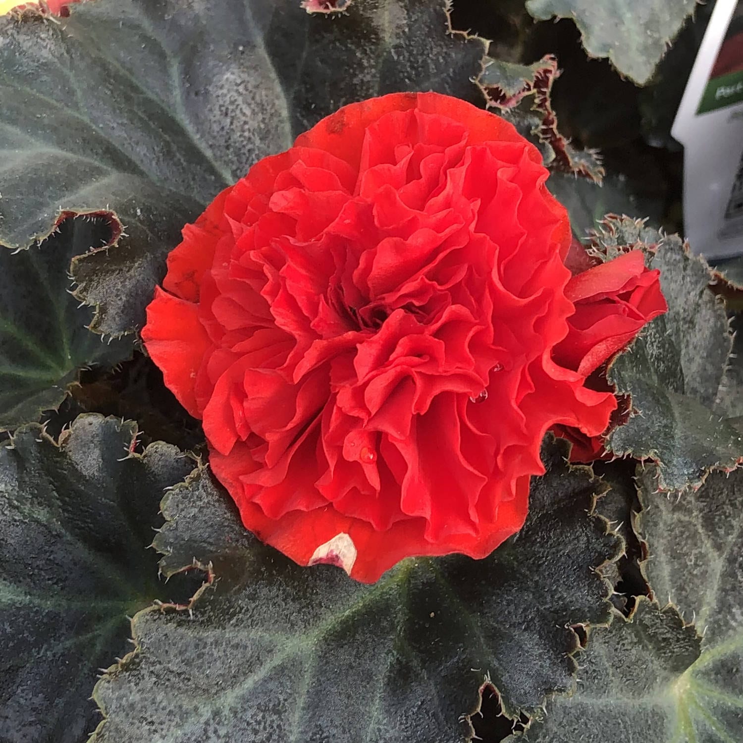 The Nonstop® Mocca Scarlet Tuberous Begonia features double scarlet-red blooms and dark green, slightly fuzzy, wavy-edged leaves - Photo Property of Garden Crossings LLC