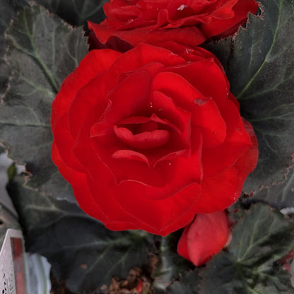 A close-up of a vibrant red rose-like bloom, with velvety petals and rich hues, surrounded by jagged-edged dark green leaves - Photo Property of Garden Crossings LLC