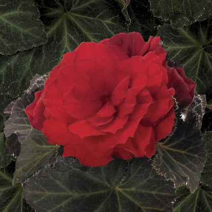 The Nonstop® Mocca Scarlet Tuberous Begonia features double scarlet-red blooms with layered petals and dark green textured foliage - Photo Courtesy of Proven Winners, Inc.