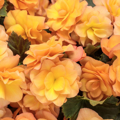 Solenia® Apricot Rieger Begonia - Photo Courtesy of Proven Winners, Inc.