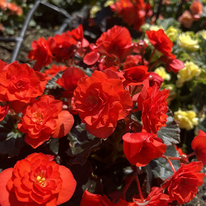 Solenia® Scarlet Rieger Begonia - Photo Property of Garden Crossings LLC