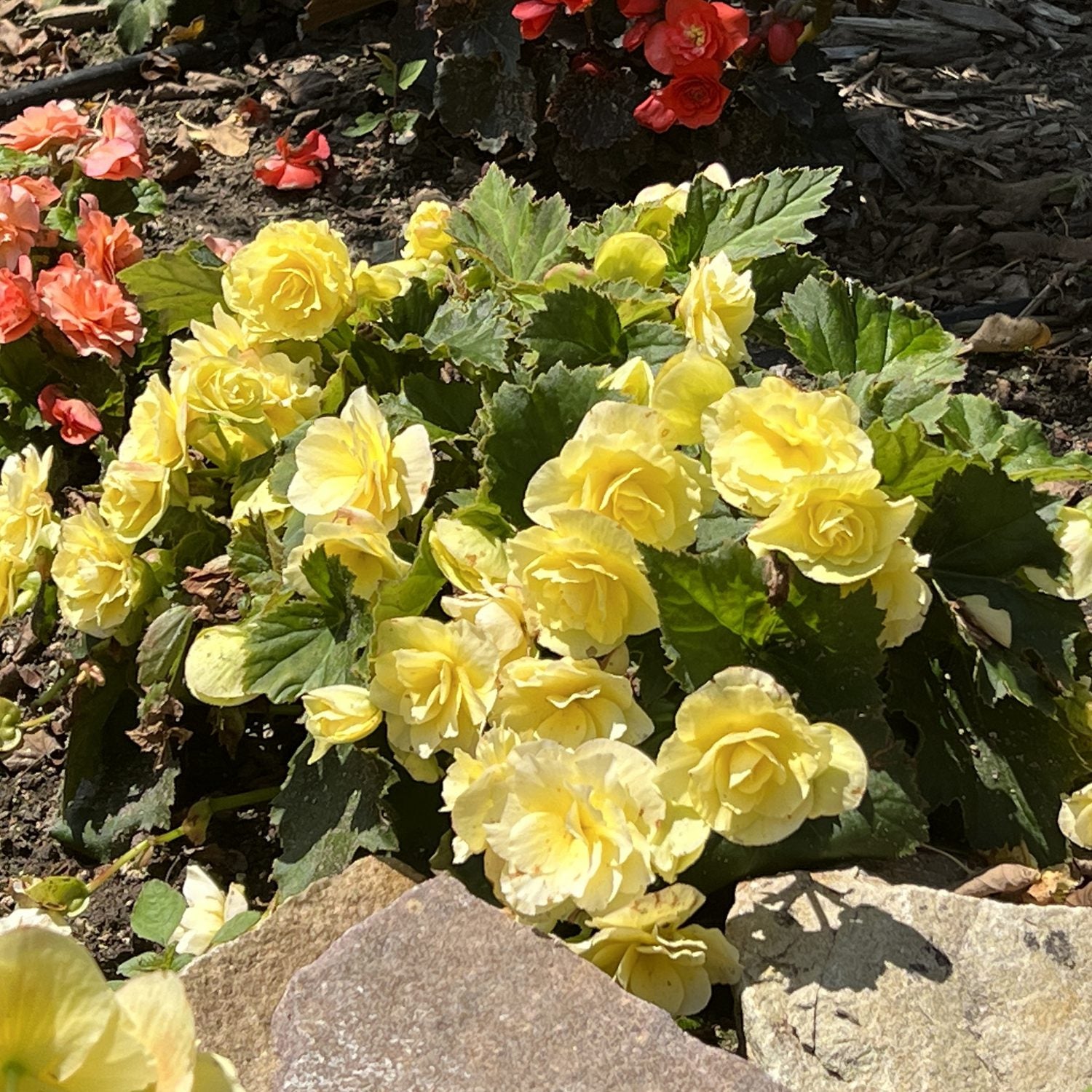 Solenia® Yellow Rieger Begonia - Photo Property of Garden Crossings LLC
