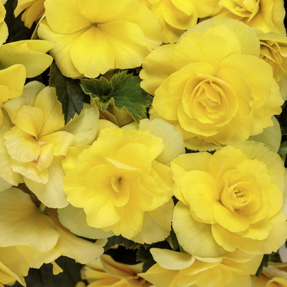 Solenia® Yellow Rieger Begonia - Photo Courtesy of Proven Winners, Inc.