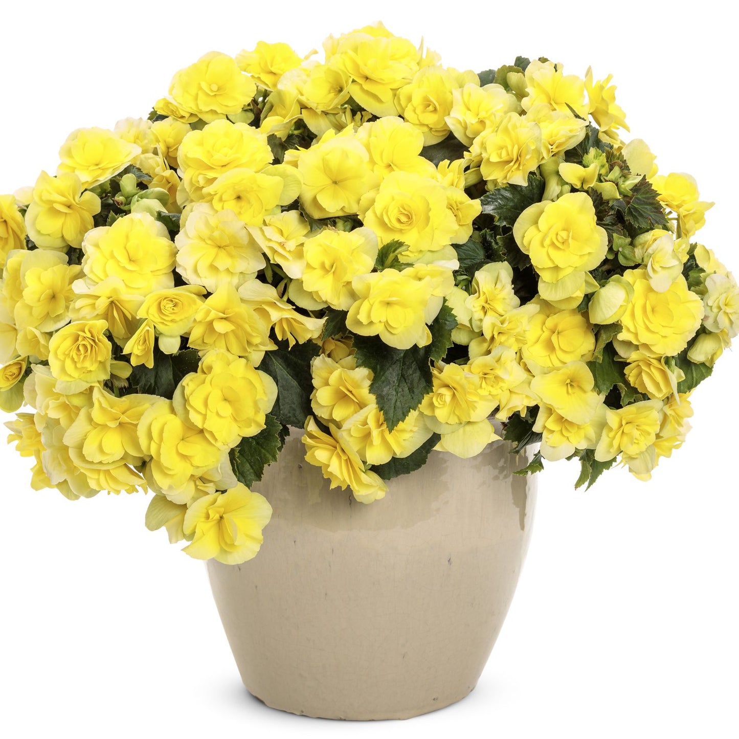 Solenia® Yellow Rieger Begonia - Photo Courtesy of Proven Winners, Inc.