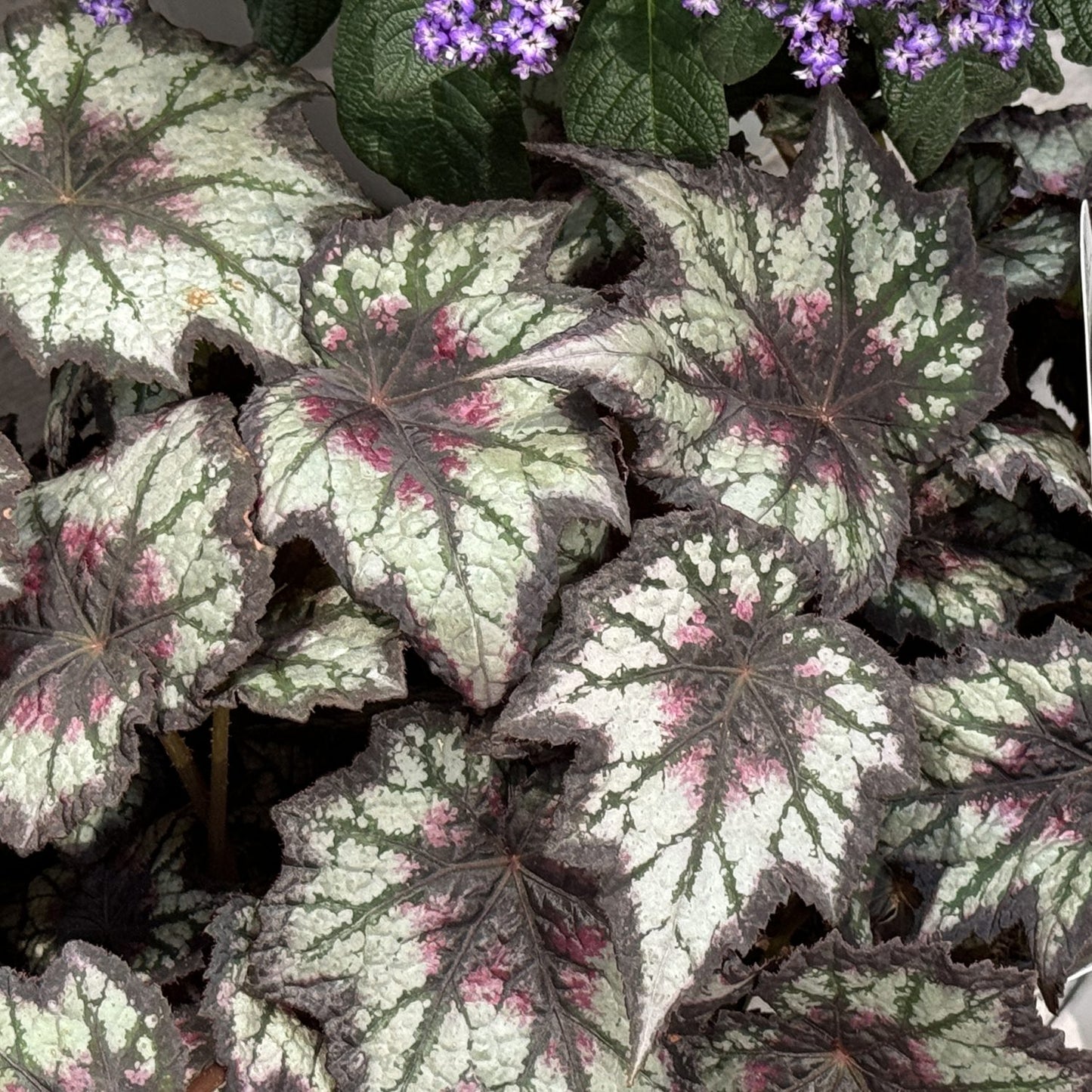 Large green leaves with dark edges and pinkish-red centers from the Space Age™ Black Hole™ Rex Begonia are shown in front, while small clusters of purple flowers appear in the background for a striking shade garden display - Photo Property of Garden Crossings LLC
