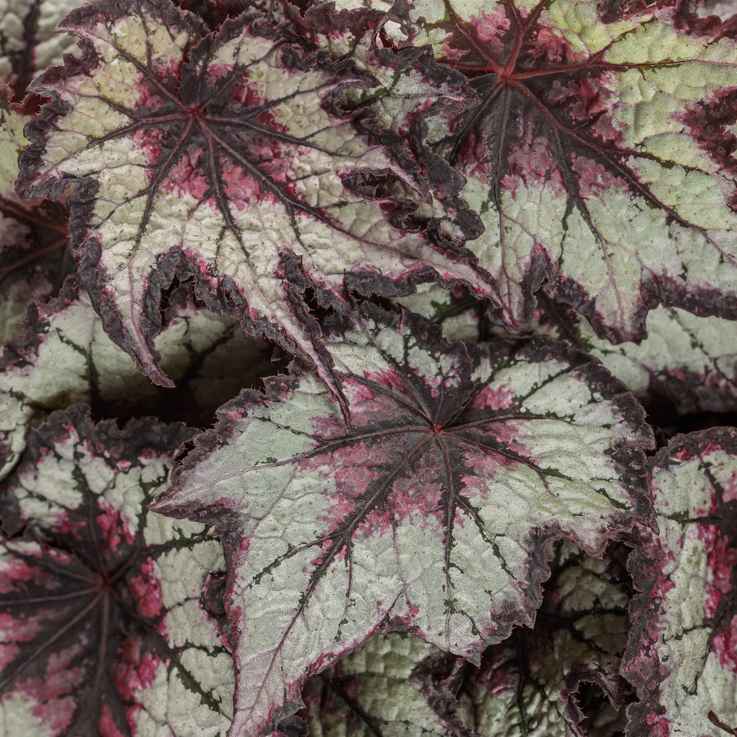 Close-up of Space Age™ Black Hole™ Rex Begonia leaves with jagged edges, displaying silvery-green tones, deep pink, and dark purple veins—an eye-catching shade garden plant - Photo Courtesy of Proven Winners, Inc.