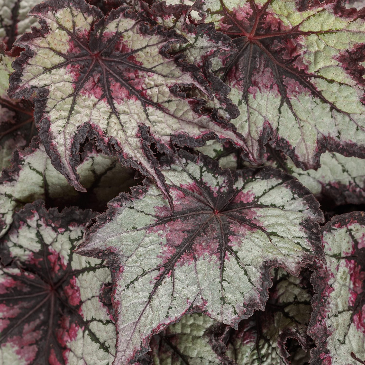 Close-up of Space Age™ Black Hole™ Rex Begonia leaves with jagged edges, displaying silvery-green tones, deep pink, and dark purple veins—an eye-catching shade garden plant - Photo Courtesy of Proven Winners, Inc.