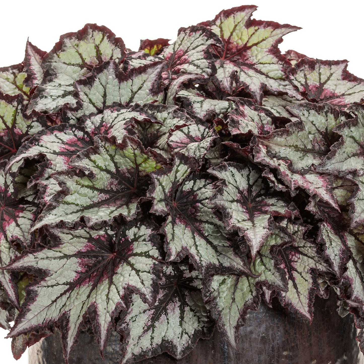 The Space Age™ Black Hole™ Rex Begonia features large, jagged leaves with silvery-green centers, dark green edges, and pinkish-red veins - Photo Courtesy of Proven Winners, Inc.