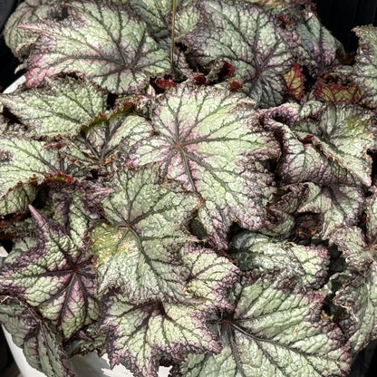 A close-up of Space Age™ Europa™ Rex Begonia leaves with silvery-green centers, dark purple edges, and pinkish veins reveals unique spiral patterns and rich texture - Photo Property of Garden Crossings LLC