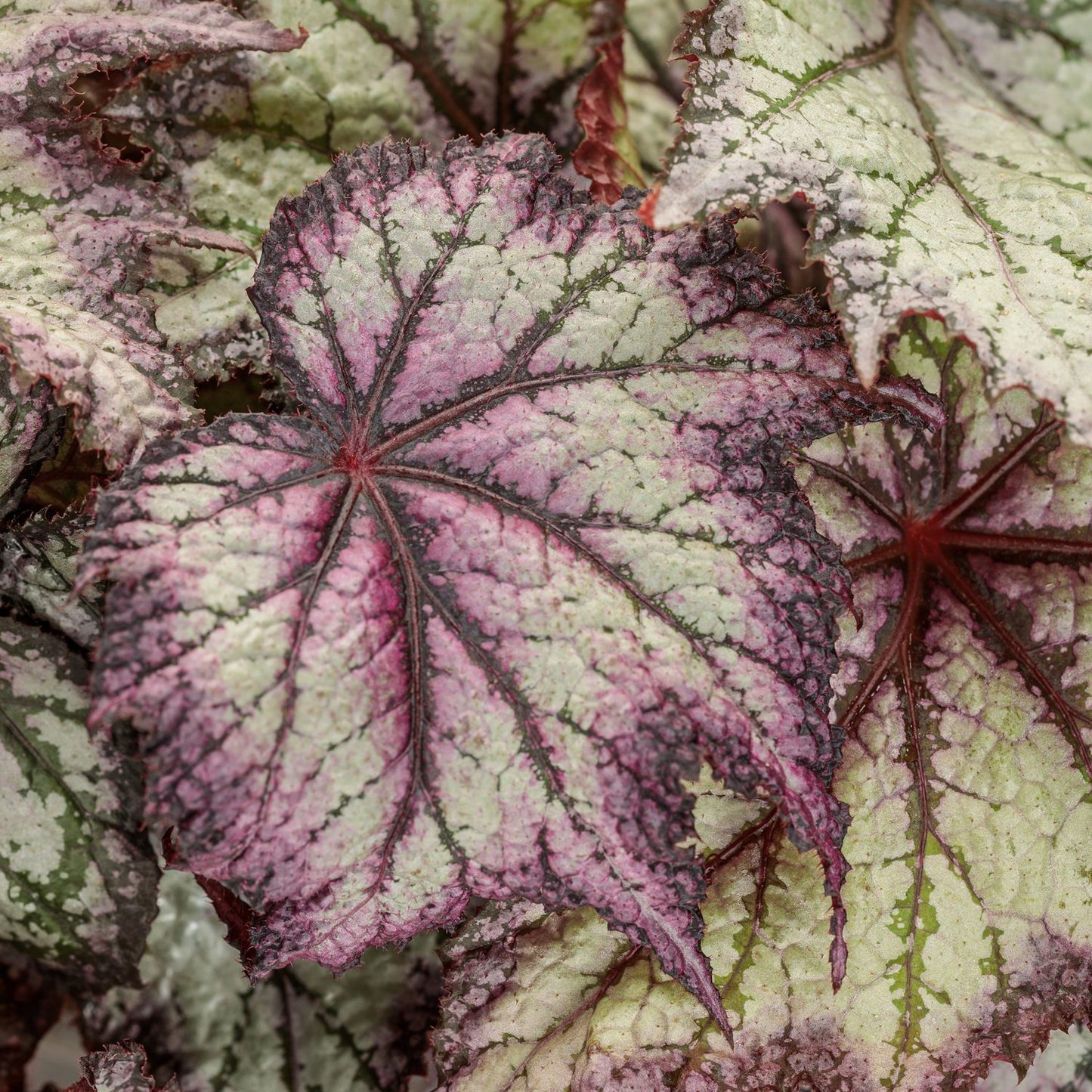 Close-up of Space Age™ Europa™ Rex Begonia leaves. The green, pink, and purple foliage with textured surfaces and bold veins forms an eye-catching, colorful pattern - Photo Courtesy of Proven Winners, Inc.