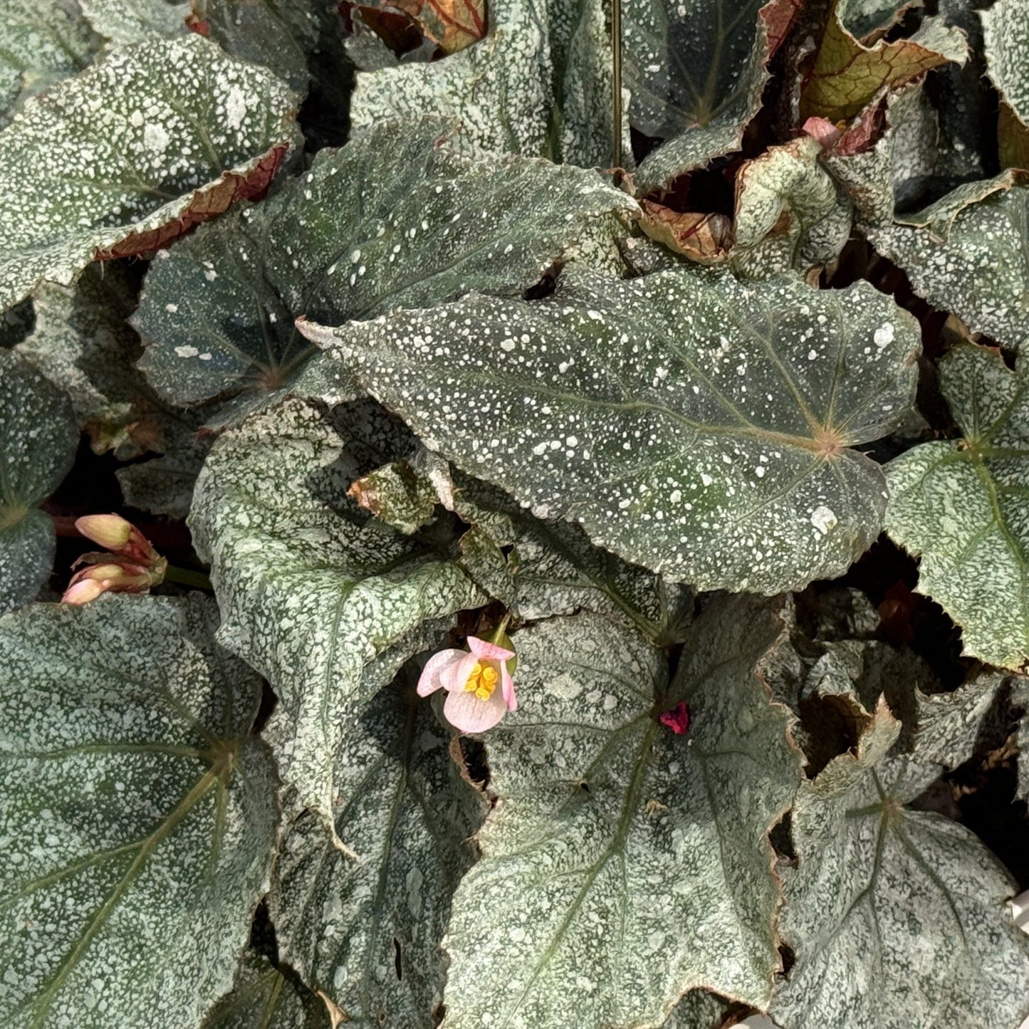 Large, textured green leaves with white speckles and veins overlap, while small pink and yellow flowers emerge between the leaves - Photo Property of Garden Crossings LLC