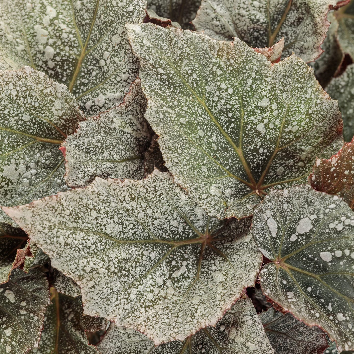 The Space Age™ Triton™ Rex Begonia features large green leaves with striking white spots that create a frosted look - Photo Courtesy of Proven Winners, Inc.