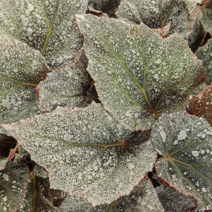 The Space Age™ Triton™ Rex Begonia features large green leaves with striking white spots that create a frosted look - Photo Courtesy of Proven Winners, Inc.