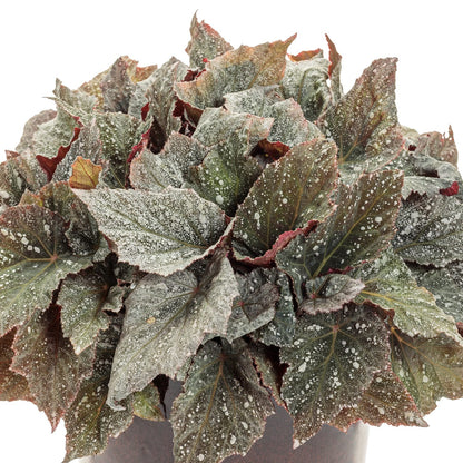 The Space Age™ Triton™ Rex Begonia, a deer and rabbit-resistant shade annual with dark green leaves edged and veined in red - Photo Courtesy of Proven Winners, Inc.