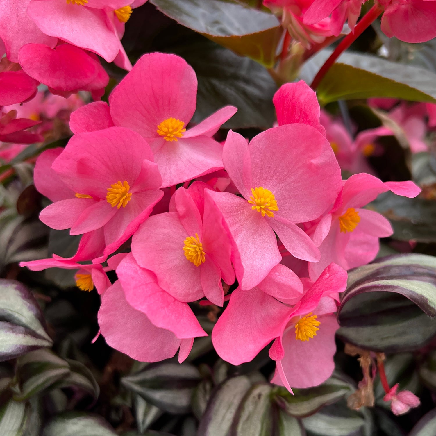 Clusters of bright pink Surefire Rose Begonia flowers with yellow centers stand out among green and purple foliage - Photo Property of Garden Crossings LLC