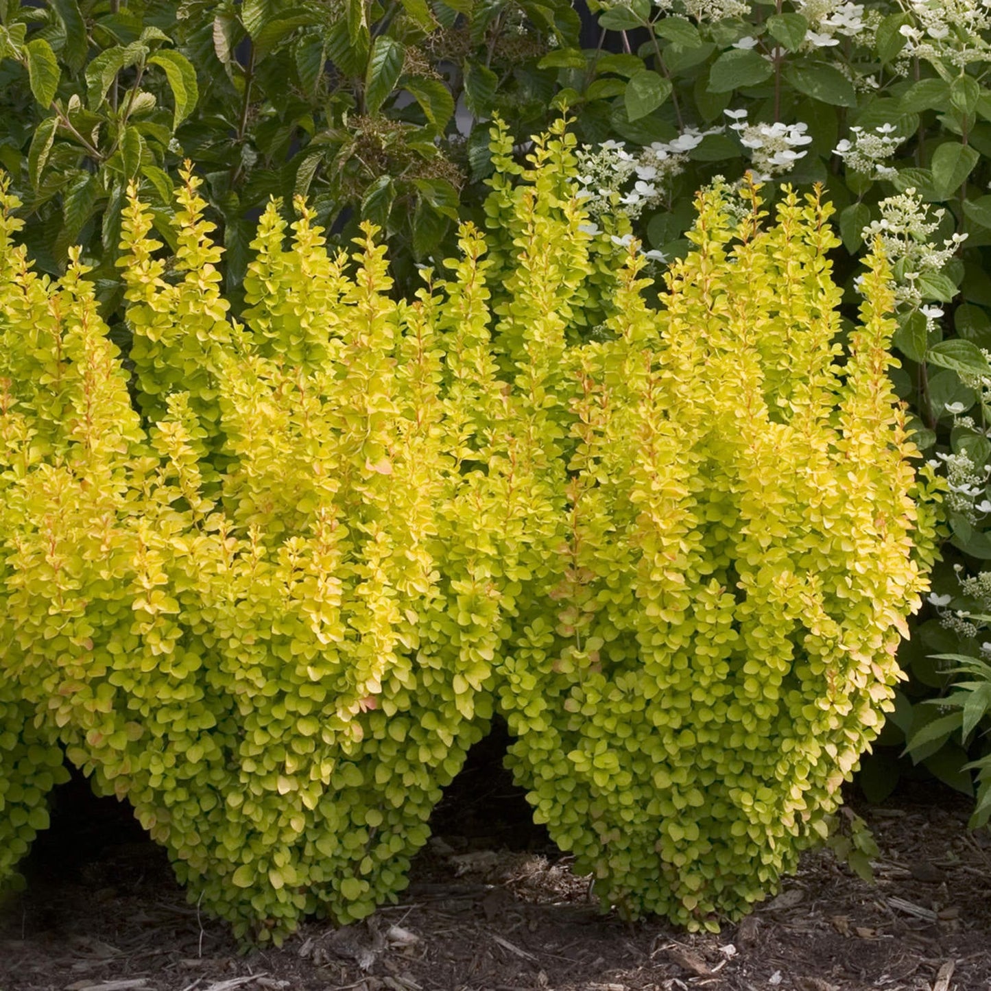 Sunjoy Gold Pillar® Barberry (Berberis) - Photo Courtesy of Proven Winners, Inc.
