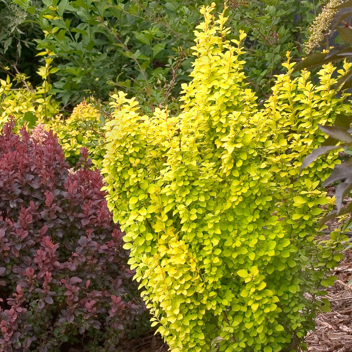 Sunjoy Gold Pillar® Barberry (Berberis) - Photo Courtesy of Proven Winners, Inc.