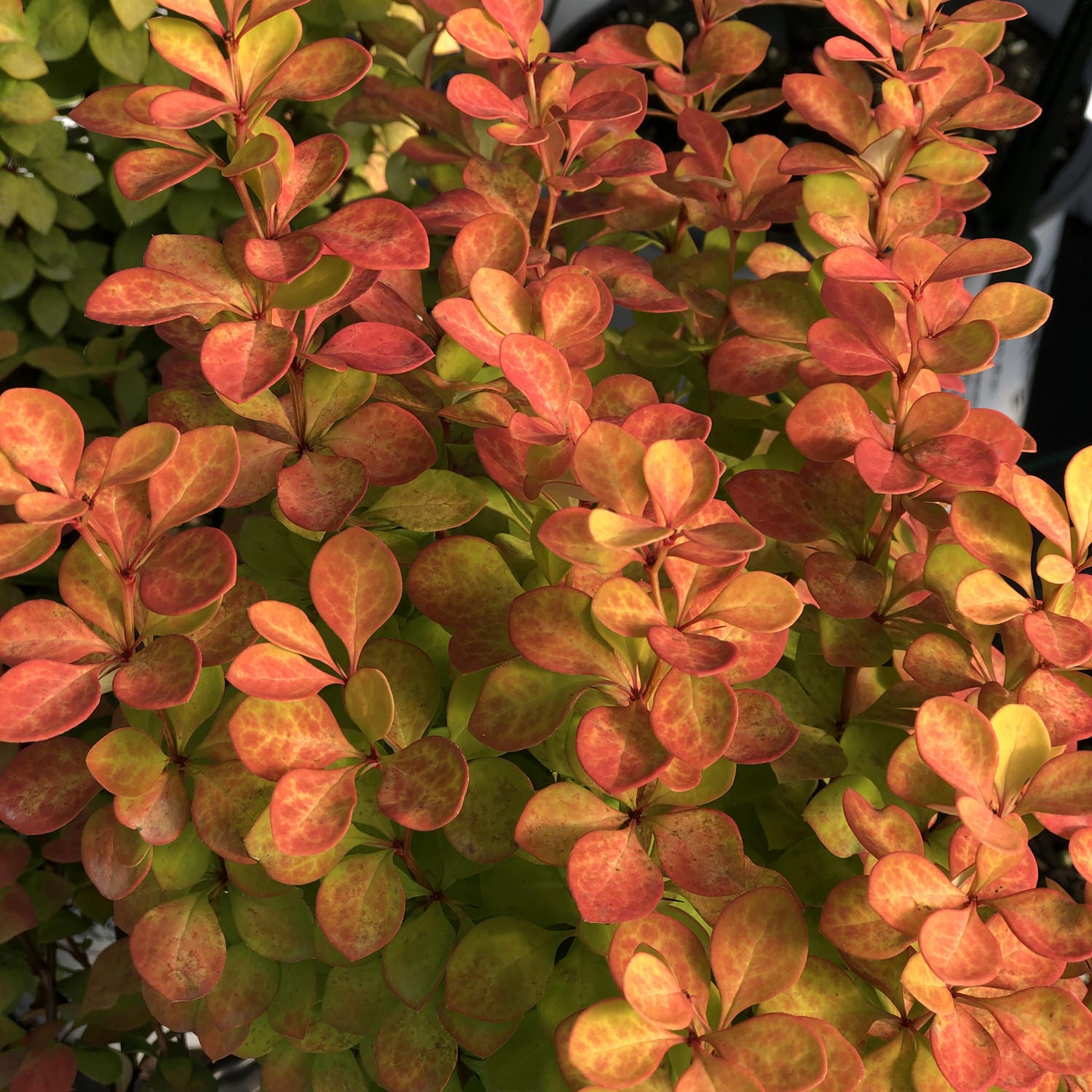 Sunjoy Gold Pillar® Barberry (Berberis) - Photo Property of Garden Crossings LLC
