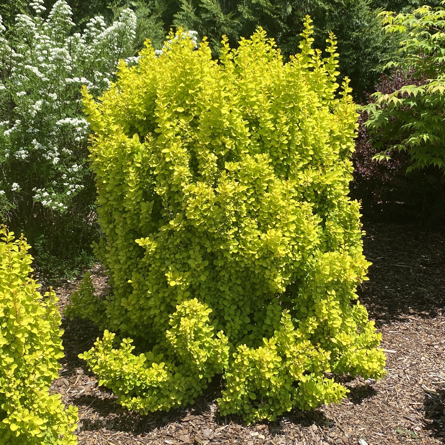 Sunjoy Gold Pillar® Barberry (Berberis) - Photo Property of Garden Crossings LLC