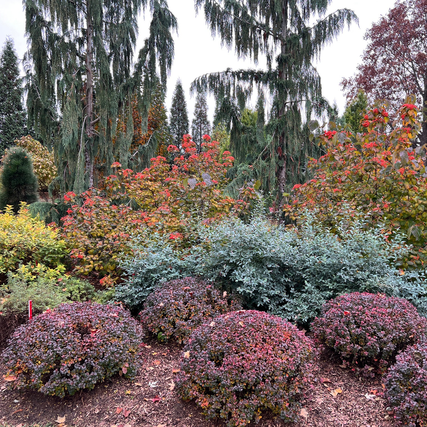 Sunjoy Mini Maroon® Barberry (Berberis) - Photo Property of Garden Crossings LLC