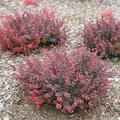 Sunjoy Mini Maroon® Barberry (Berberis) - Photo Courtesy of Proven Winners, Inc.