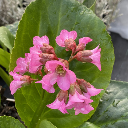 Miss Piggy' Pigsqueak (Bergenia) - Photo Property of Garden Crossings LLC