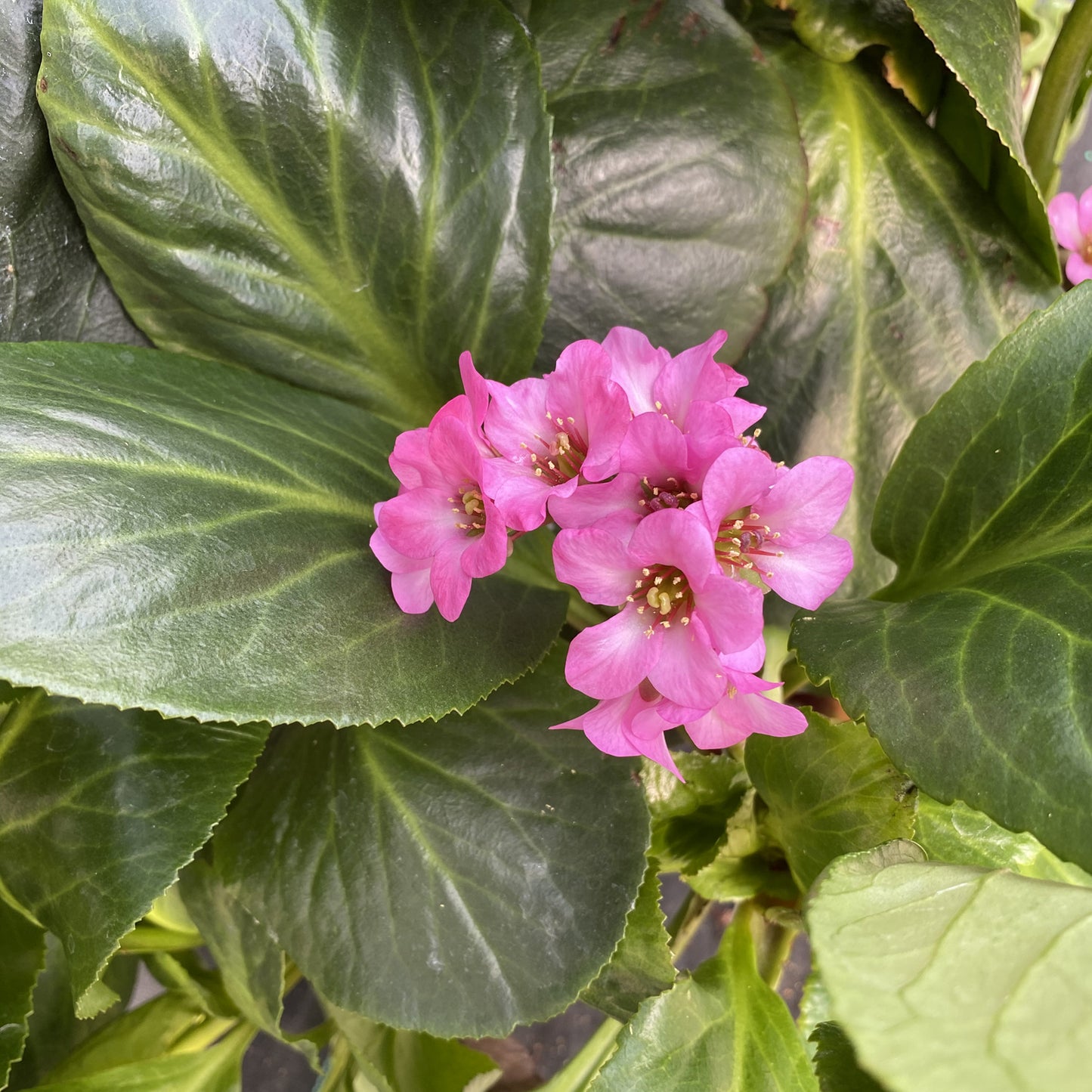 Miss Piggy' Pigsqueak (Bergenia) - Photo Property of Garden Crossings LLC