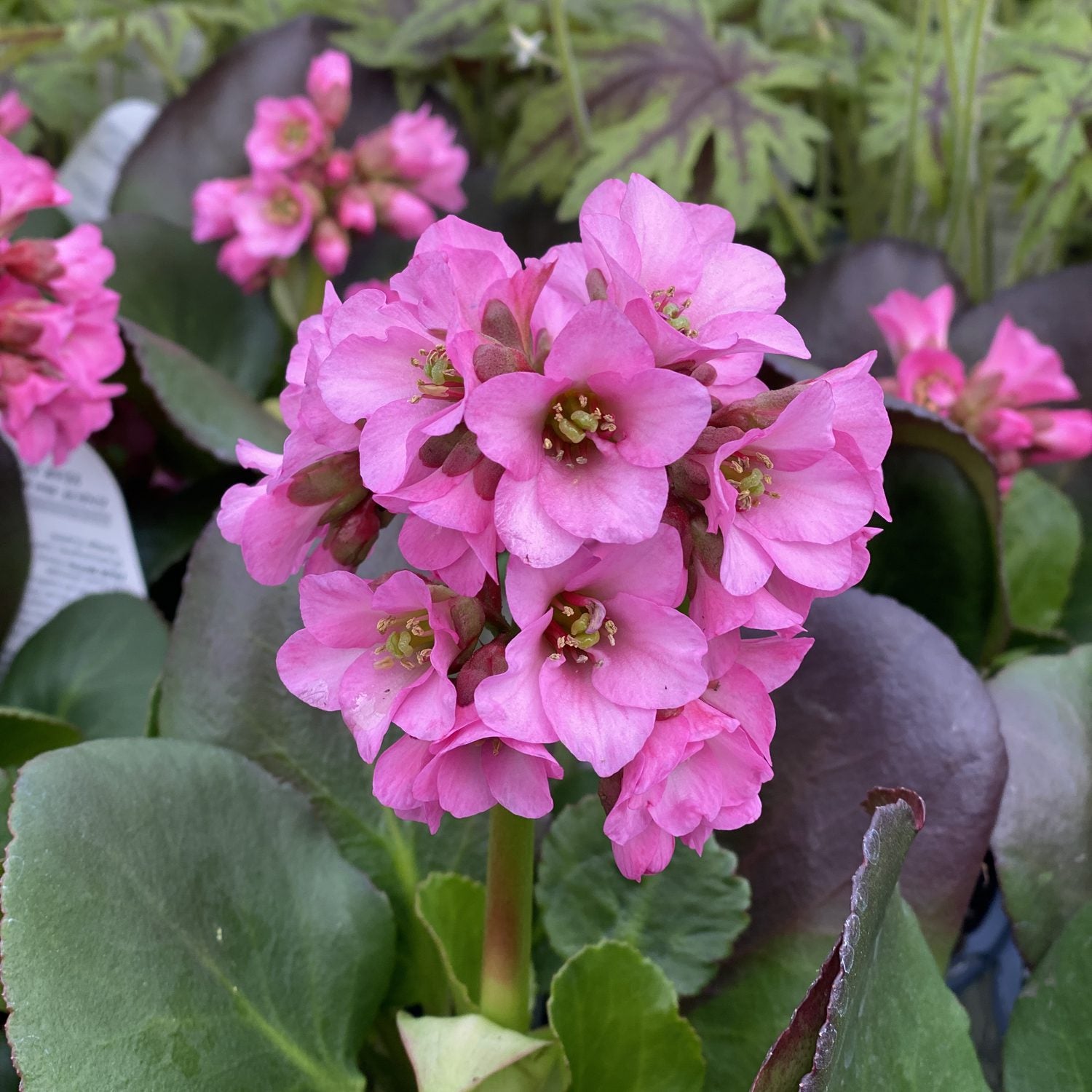 Miss Piggy' Pigsqueak (Bergenia) - Photo Property of Garden Crossings LLC