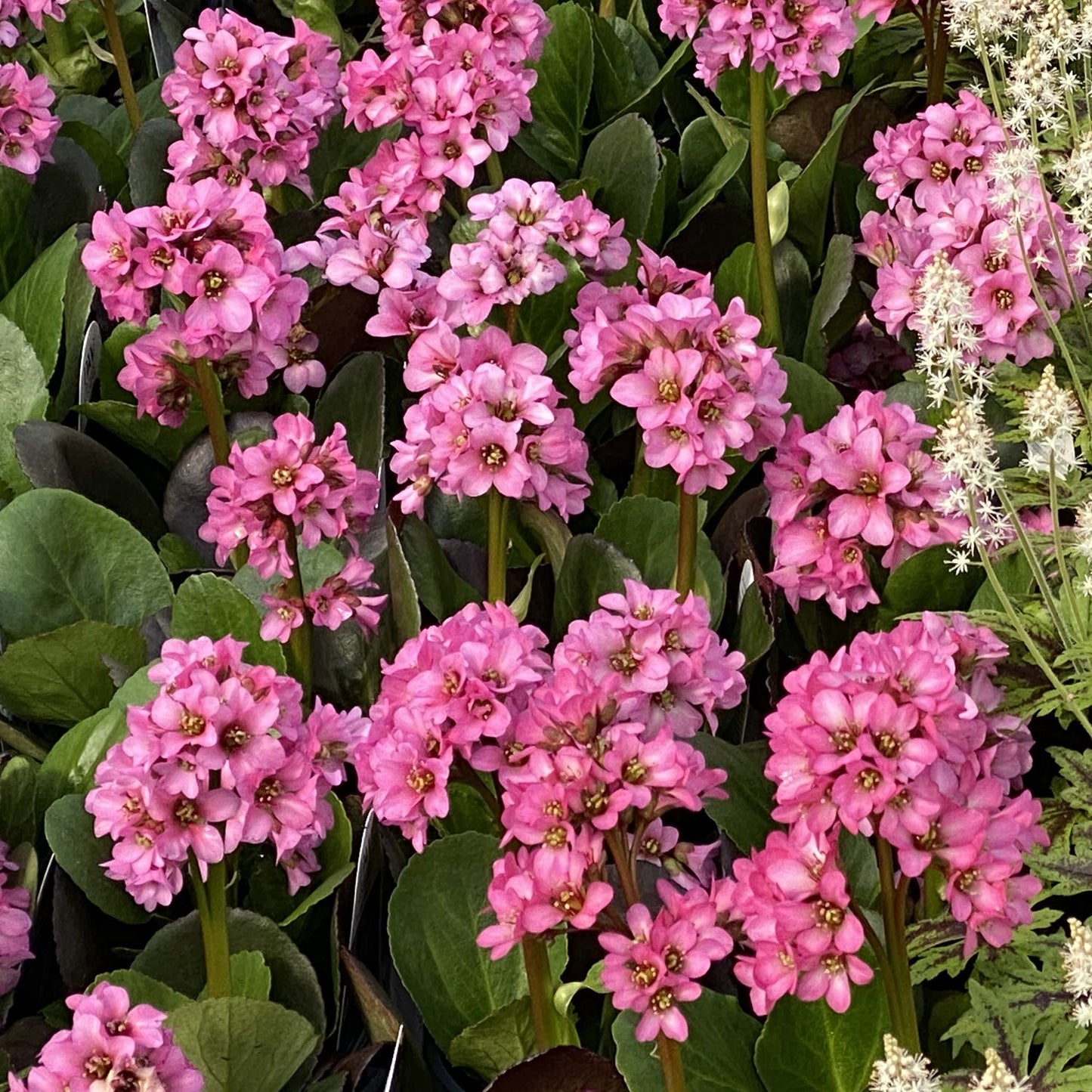 Miss Piggy' Pigsqueak (Bergenia) - Photo Property of Garden Crossings LLC