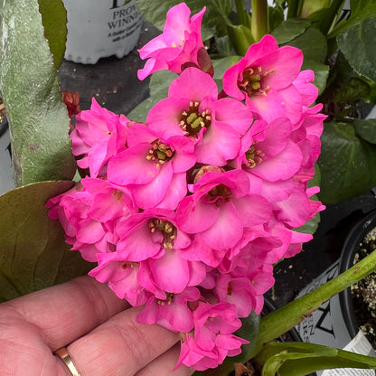 Miss Piggy' Pigsqueak (Bergenia) - Photo Property of Garden Crossings LLC