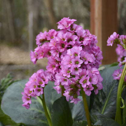 Miss Piggy' Pigsqueak (Bergenia) - Photo Courtesy of Proven Winners, Inc.