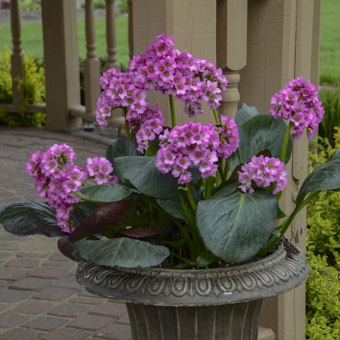 Miss Piggy' Pigsqueak (Bergenia) - Photo Courtesy of Proven Winners, Inc.