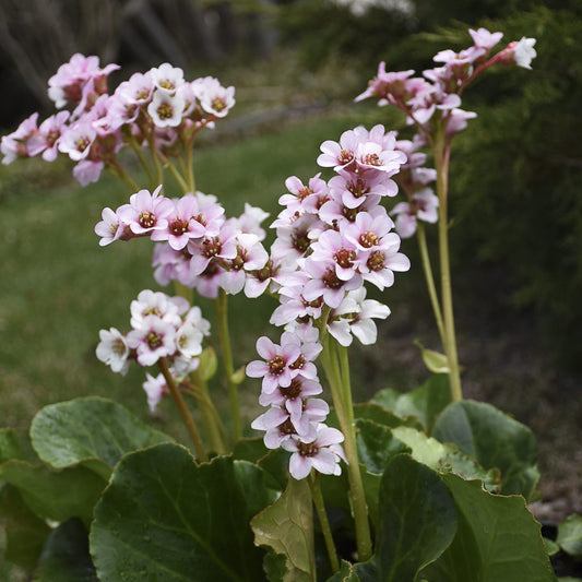 Peppermint Patty' Pigsqueak (Bergenia) - Photo Courtesy of Walters Gardens, Inc.