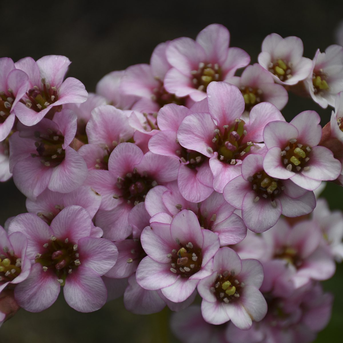 Peppermint Patty' Pigsqueak (Bergenia) - Photo Courtesy of Walters Gardens, Inc.