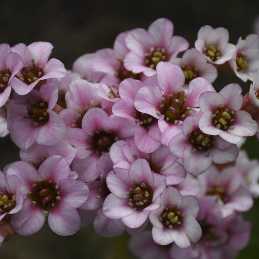 Peppermint Patty' Pigsqueak (Bergenia) - Photo Courtesy of Walters Gardens, Inc.