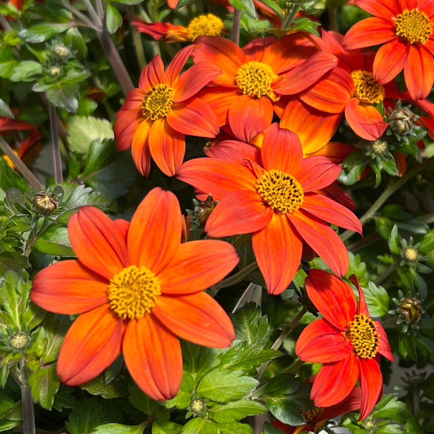 Proven Winners Bidens hybrid 'Campfire Flame'