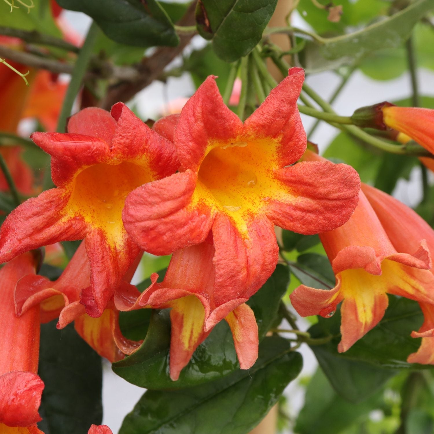 Close-up of Dressed to Thrill™ Crossvine (Bignonia) features bright orange-red, trumpet-shaped flowers with yellow throats and glossy green leaves. Its ruffled blooms overlap in a vibrant display - Photo Courtesy of Proven Winners, Inc.